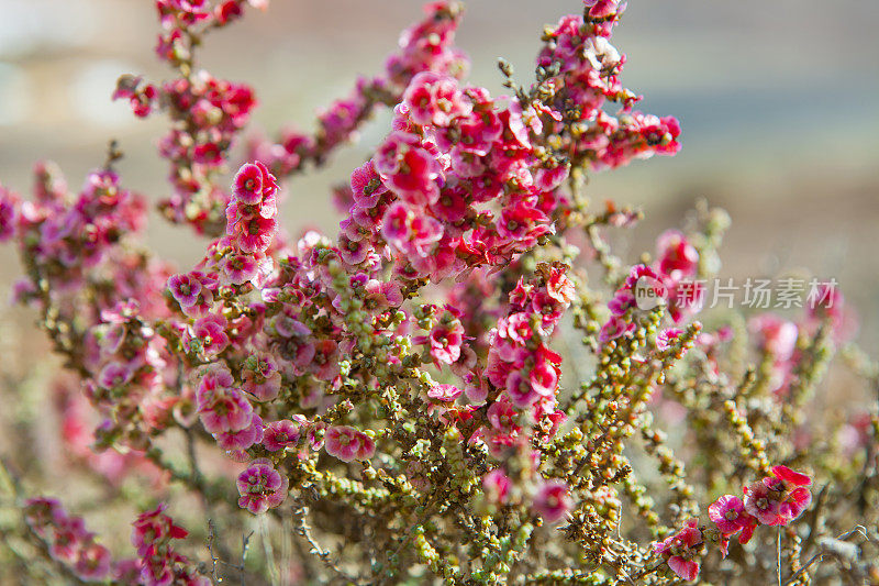 Salsola vermiculata来自Fuerteventura, rincon de Morales;near Tetir